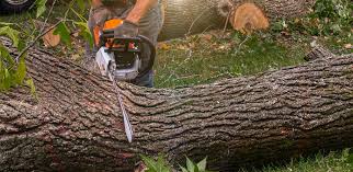 How Our Tree Care Process Works  in  Mars, PA